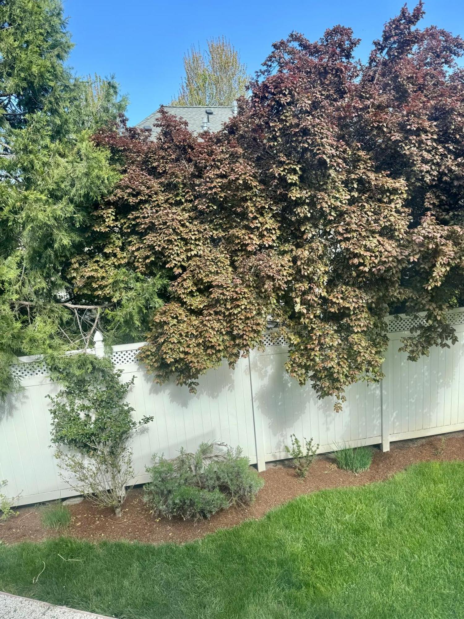 Bayberry Inn B&B And Oregon Wellness Retreat Ашленд Екстериор снимка